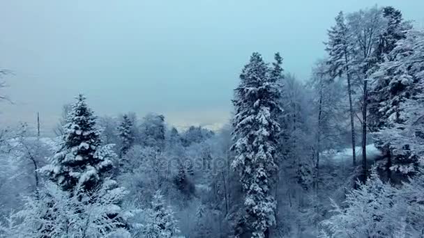 Erstaunliche Landschaft Mit Gefrorenen Schneebedeckten Bäumen Wintermorgen — Stockvideo