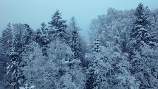 Erstaunliche Landschaft Mit Gefrorenen Schneebedeckten Bäumen Wintermorgen — Stockvideo