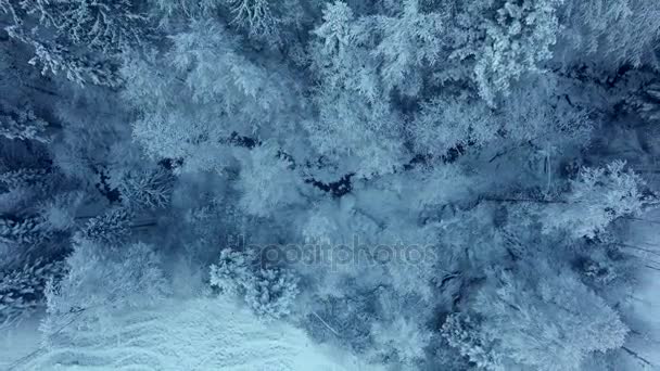 冬日清晨冰冻的白雪覆盖的树木令人惊叹 — 图库视频影像