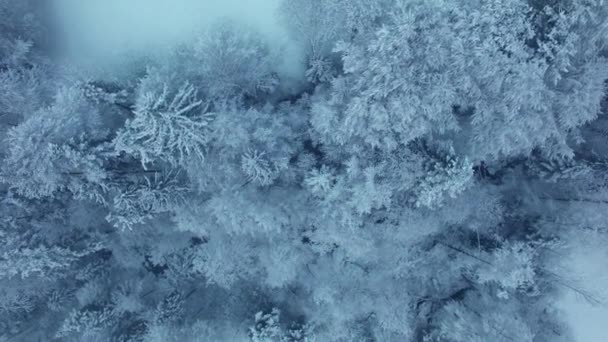 冬の朝の凍結雪に覆われた木と素晴らしい風景 — ストック動画