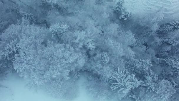 Niesamowity Krajobraz Mrożonych Ośnieżone Drzewa Zimowy Poranek — Wideo stockowe