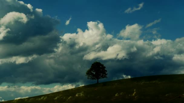 Дерево Растет Зеленом Холме Белыми Серыми Пушистыми Облаками Летящими Голубом — стоковое видео