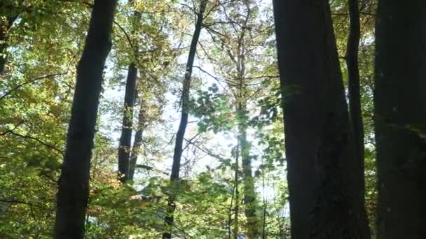 Belle Forêt Par Temps Ensoleillé — Video