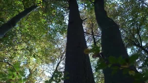 Hermoso Bosque Día Soleado — Vídeos de Stock