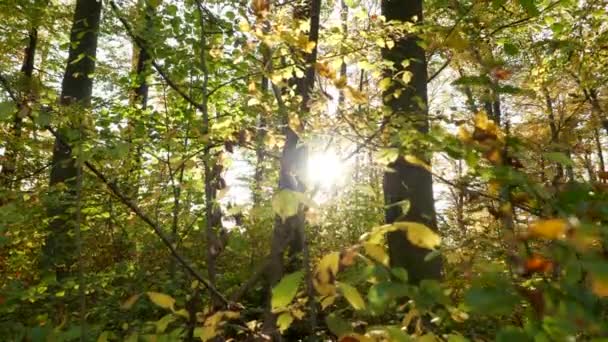 Hermoso Bosque Día Soleado — Vídeo de stock