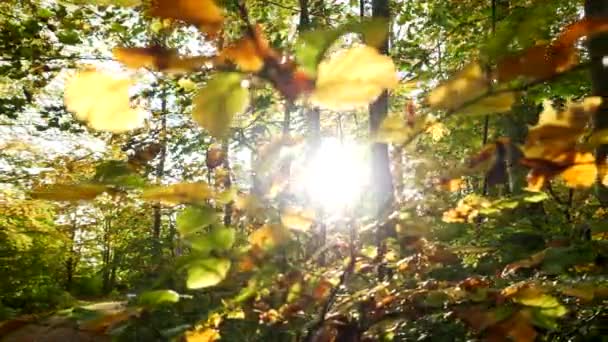 Schöner Wald Sonnigem Tag — Stockvideo