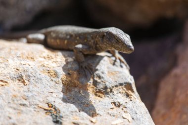 Kertenkele yakın çekim. Vahşi doğa ve hayvan arka planı. Yaban hayatı, sürüngen