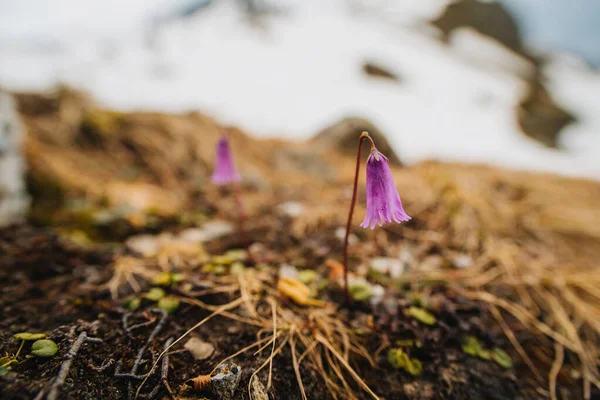 Soldanella alpina, Primulaceae, Alpine snowbells. Blommor i fjällen. — Stockfoto