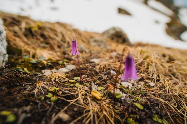 Soldanella alpina, Primulaceae, Alpine snowbells. Blommor i fjällen. — Stockfoto