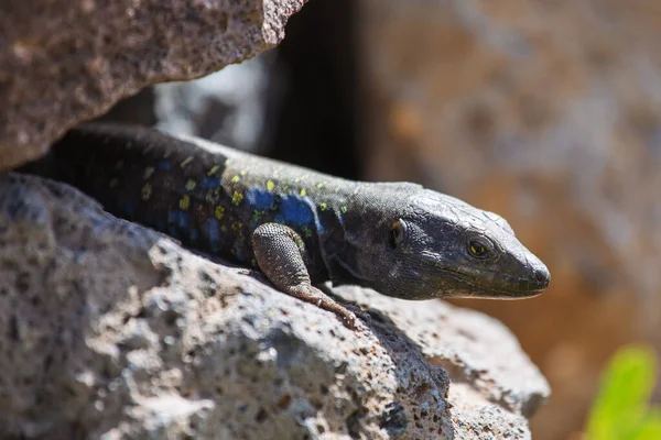 Kertenkele yakın çekim. Vahşi doğa ve hayvan arka planı. Yaban hayatı, sürüngen
