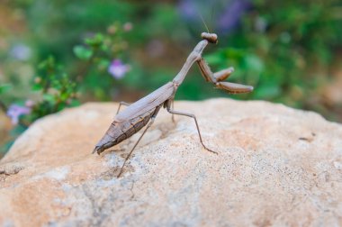 Peygamber devesi bir taşın üzerinde oturuyor. Vahşi doğa.