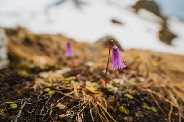 Solella Felina, Primulaceae, Snowbells. Цветы в горах . — стоковое фото