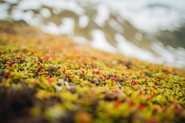 Alp çiçekleri. Arka planda karlı dağlar.