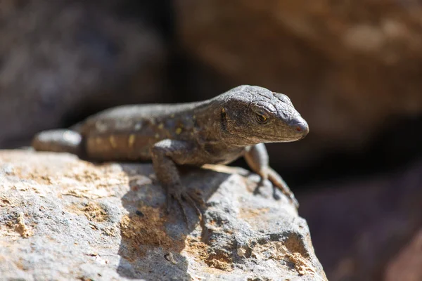 Lagarto de cerca. Naturaleza salvaje y fondo animal. Vida silvestre, reptil — Foto de Stock