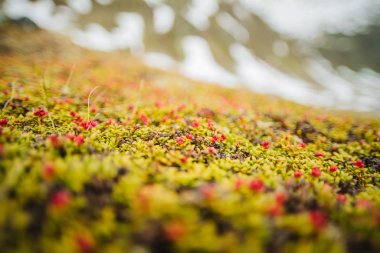 Alp çiçekleri. Arka planda karlı dağlar.