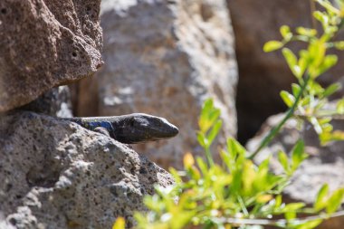 Kertenkele yakın çekim. Vahşi doğa ve hayvan arka planı. Yaban hayatı, sürüngen