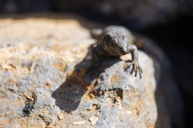 Kertenkele yakın çekim. Vahşi doğa ve hayvan arka planı. Yaban hayatı, sürüngen