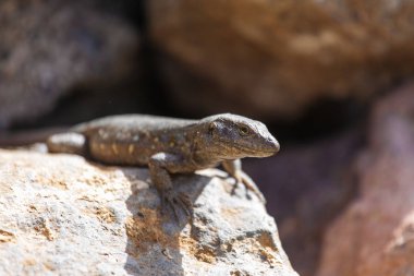 Kertenkele yakın çekim. Vahşi doğa ve hayvan arka planı. Yaban hayatı, sürüngen