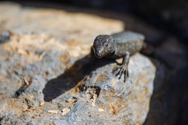 Lizard close up. Wild nature and animal background. Wildlife, reptile — Stock Photo, Image