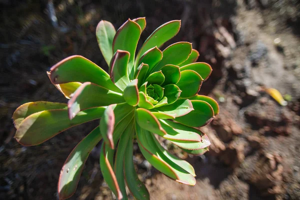 Suculenta. Planta en la naturaleza. Tenerife - Islas Canarias, España . Fotos de stock libres de derechos