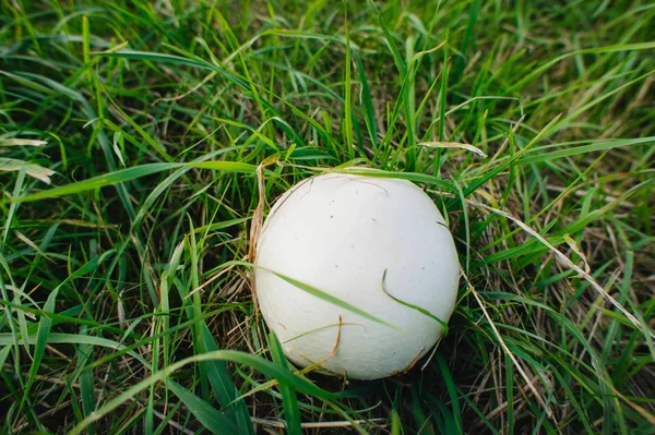 Pilze wachsen, Champignon. Anbau von weißen Champignons — Stockfoto