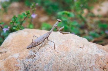 Peygamber devesi bir taşın üzerinde oturuyor. Vahşi doğa.