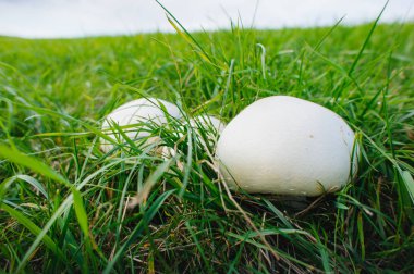 Mantarlar büyüyor, Şampiyon. Beyaz şampiyon mantarlarının yetiştirilmesi