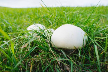 Mantarlar büyüyor, Şampiyon. Beyaz şampiyon mantarlarının yetiştirilmesi