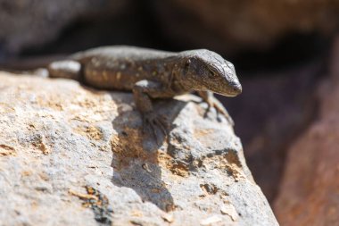 Kertenkele yakın çekim. Vahşi doğa ve hayvan arka planı. Yaban hayatı, sürüngen