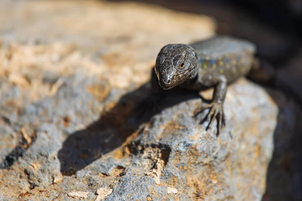 Echse aus nächster Nähe. Wilde Natur und tierischer Hintergrund. Wildtiere, Reptilien — Stockfoto