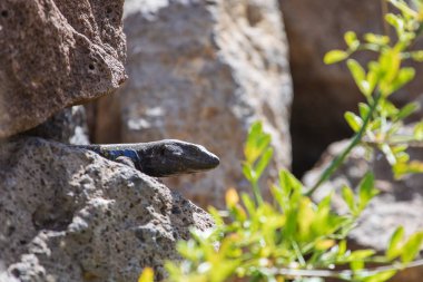 Kertenkele yakın çekim. Vahşi doğa ve hayvan arka planı. Yaban hayatı, sürüngen