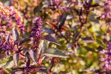 Tatlı Basil veya Tarçın fesleğeni veya Tayland fesleğeni (Ocimum bazilika) yaprakları ve çiçekler, arka plan. Fesleğen yakın plan. Seçici odaklanma. Sığ alan derinliği.