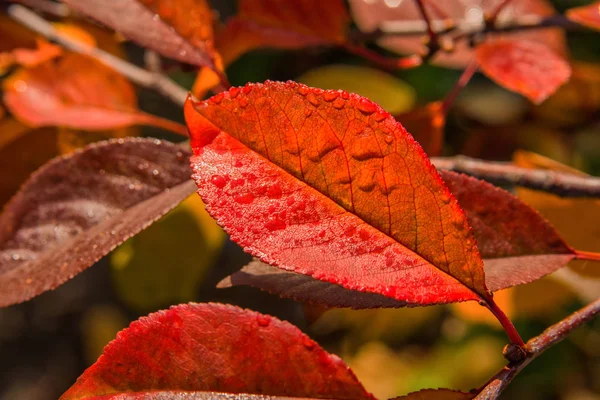 The Colors Of Autumn. Autumn leaves of the Cherry (Cerasus), after the rain closeup. Selective focus. Shallow depth of field.