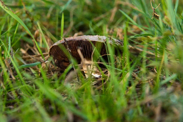 Grzyb Agaricus Stary Trawie Bliska Wybiórcze Skupienie Płytka Głębia Ostrości — Zdjęcie stockowe