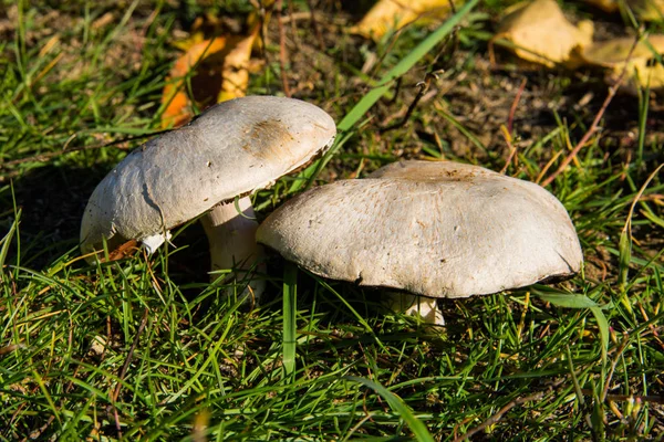 Two Large Mushroom Mushrooms Agaricus Have Grown Grass Park Mushrooms — ストック写真