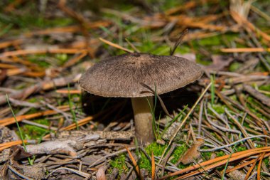 Gri mantar tricholoma triste ormanda bir çam ağacının altında büyüdü. Mantar kapağı. Yumuşak seçici odaklanma. Sığ alan derinliği.
