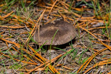 Ormanda çam iğneli gri mantar tricholoma triste. Mantar kapağı. Yumuşak seçici odaklanma. Sığ alan derinliği.