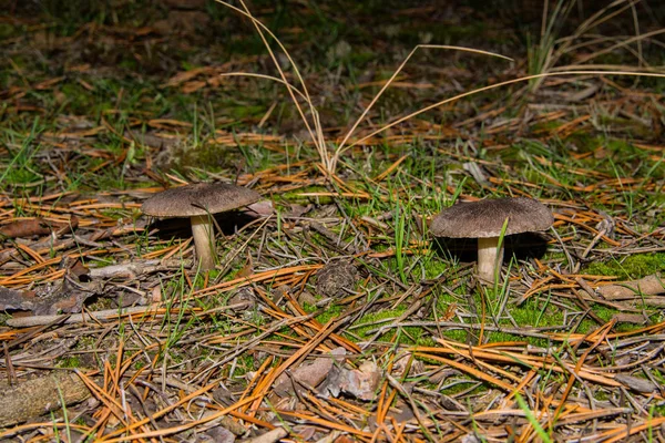Çam Ormanında Iki Mantar Tricholoma Tristesi Çimlerde Yosunlarda Yetişir Mantarlar — Stok fotoğraf