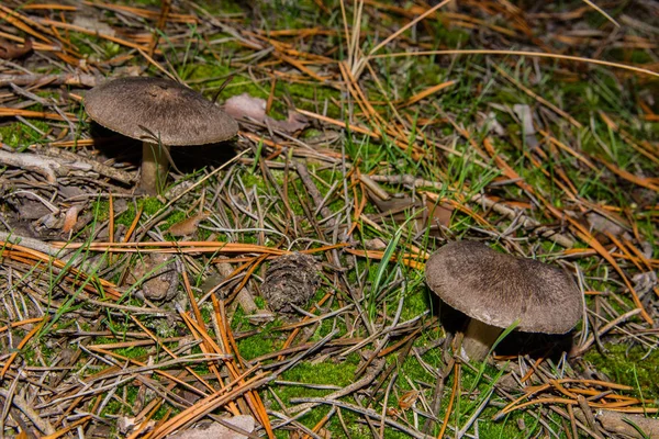 Dois Cogumelos Tricholoma Triste Crescem Uma Floresta Pinheiro Cogumelos Fecham — Fotografia de Stock