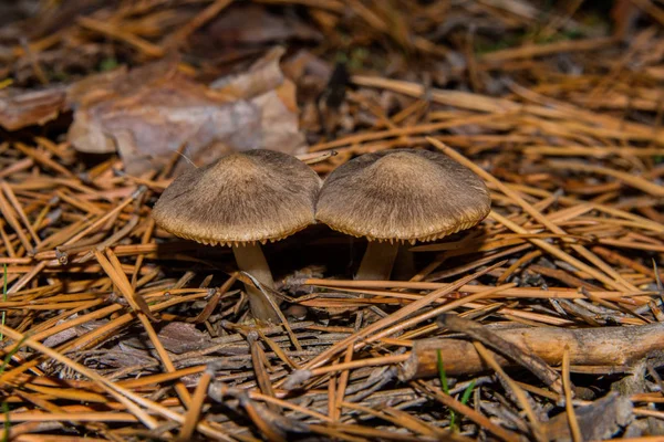 Two Tricholoma Triste Mushrooms Pine Forest Coniferous Needles Mushrooms Close — Stock Photo, Image