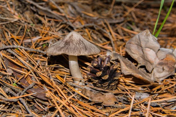 Mushroom Tricholoma virgatum and pine cone in pine forest. Mushroom close-up. Soft selective focus.