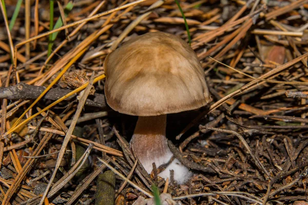 Young Fungus Rhodocollybia Butyracea Pine Forest Mushroom Close Selective Focus — ストック写真