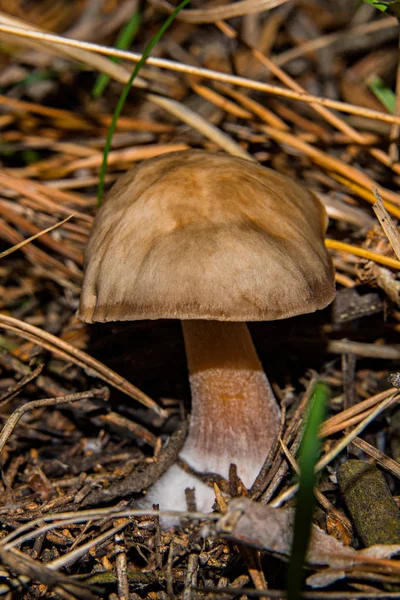 Mushroom Rhodocollybia Butyracea Hongo Joven Rhodocollybia Butyracea Crece Bosque Coníferas —  Fotos de Stock