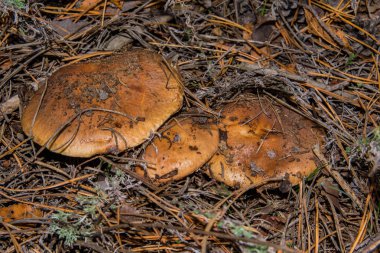 Üç mantar Suillus luteus ya da çam ormanında kaygan kriko. Mantar suillus luteus çam iğneleriyle yakın plan. Yumuşak odak.