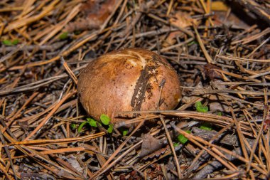 Mantar Suillus Luteus veya Kaygan Kriko. Mantar suillus luteus kuru çam iğneleri yakın çekim. Yumuşak seçici odak.