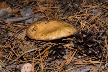 Büyük mantar suillus luteus veya kaygan kriko ve çam kozalakları. Mantar kapağı. Yumuşak seçici odak.