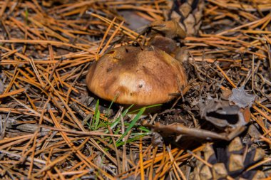 Suillus Luteus ya da Kaypak Jack yakın plan. Mantar suillus luteus kuru çam iğneleri içinde. Yumuşak seçici odak.