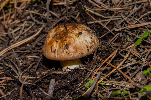 Beau Jeune Champignon Suillus Luteus Valet Glissant Sous Pin Suillus — Photo