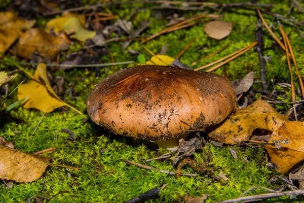 Beautiful Young Mushroom Suillus Luteus Slippery Jack Moss Suillus Luteus — Stock Photo, Image