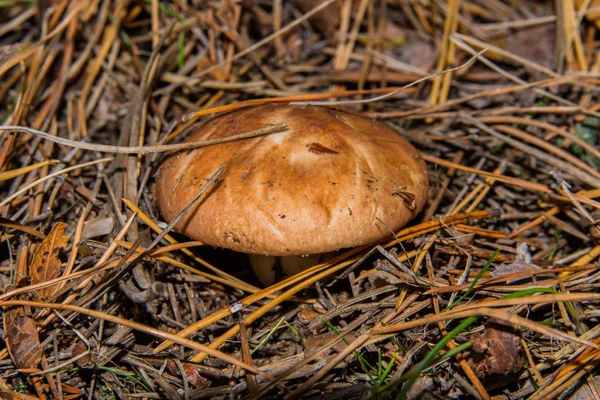 Mushroom Suillus Luteus Slippery Jack Mushroom Suillus Luteus Dry Pine — Stock Photo, Image